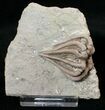 Beautiful Agaricocrinus Crinoid Crown - Crawfordsville #16079-1